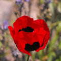 Poppy Flower Seeds, 50 Count, Turkish Tulip Variety, Papaver rhoeas