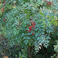 Heavenly Bamboo Seeds - 20 Pack - Perfect for Hedge and Privacy - Bambusa multiplex - Made in USA, Ships from Iowa