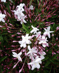 Star Jasmine Cuttings - 12 Unrooted Stem Cuttings - Fragrant Flowering Vine - Trachelospermum jasminoides