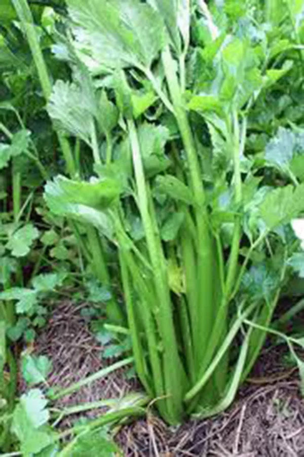 Celery Seed 25+ Seeds Tendercrisp Heirloom Non-GMO Apium graveolens