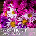 Easter Mix Mum Chrysanthemum Seeds - 200+ Annual Flower Seeds - Colorful Chrysanthemum Varieties, Perfect for Gardens