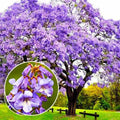 Empress Tree Seeds - 300+ Paulownia tomentosa Seeds with Planting Instructions - Princess Tree