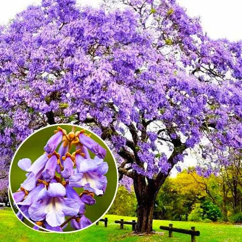 Empress Tree Seeds - 300+ Paulownia tomentosa Seeds with Planting Instructions - Princess Tree