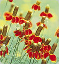 Mexican Hat Flower Seeds, 301+ Pack, Perennial Native Wildflower, Drought Tolerant, Ratibida columnifera