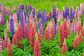 Russell Lupine Seeds Mix - 50 Seeds, Red, Purple, Blue/White, Pink - Lupinus polyphyllus