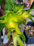 Rooted Dragon Fruit Cuttings - Israeli Yellow Pitaya - 8-10 Inch - Hylocereus megalanthus