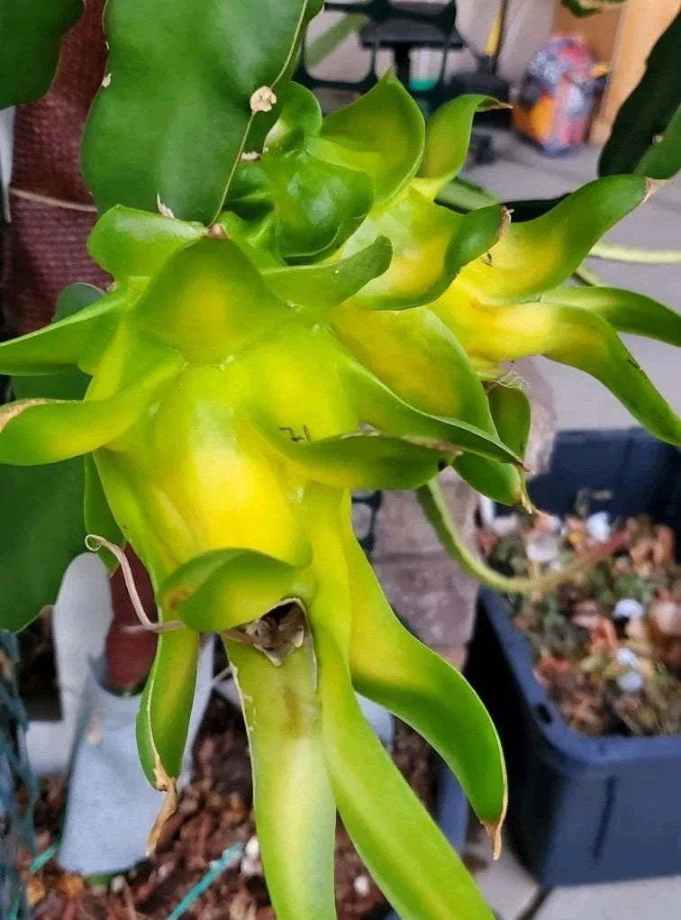 Rooted Dragon Fruit Cuttings - Israeli Yellow Pitaya - 8-10 Inch - Hylocereus megalanthus