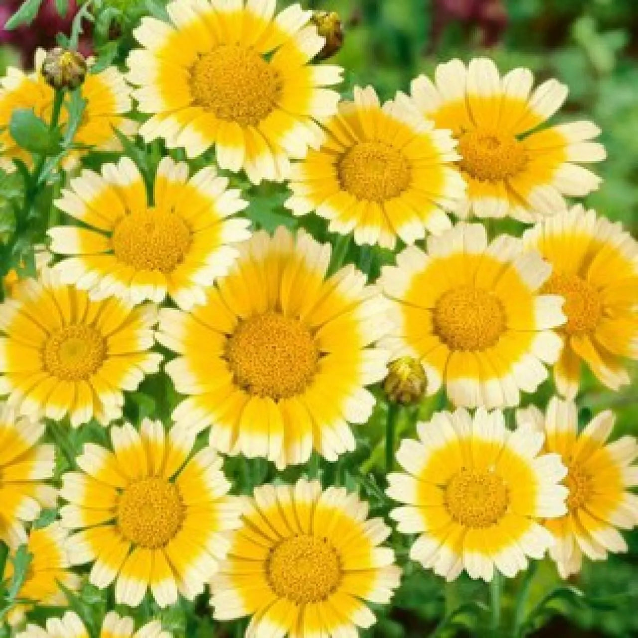 Garland Daisy Seeds 200+ Annual Yellow White Flower Chrysanthemum (Chrysanthemum coronarium) - Free Shipping