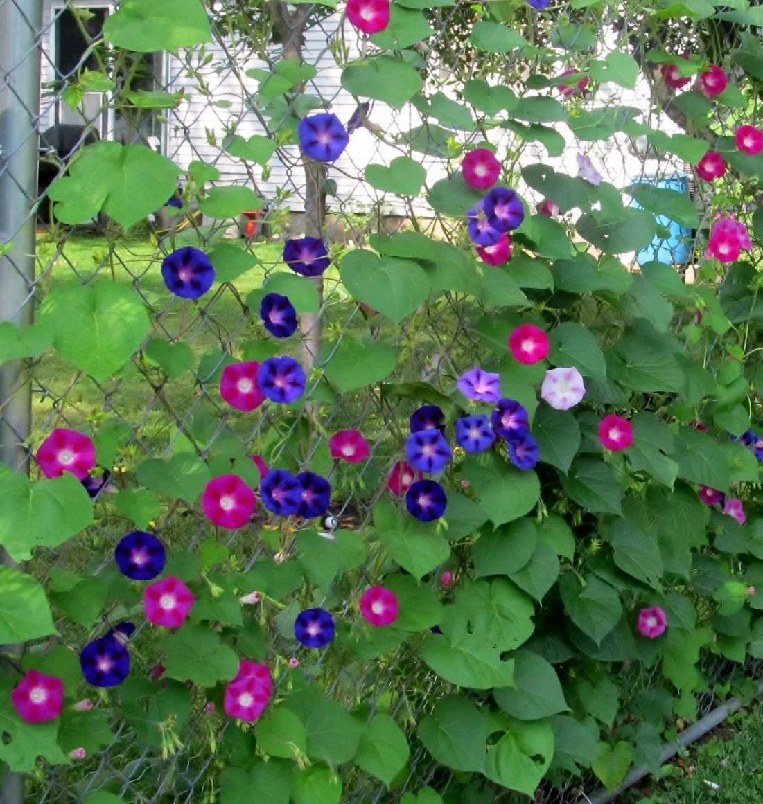 Morning Glory Wildflower Seeds - Tall Mixed Variety, NON-GMO, Free Shipping - Perfect for Gardens and Landscapes