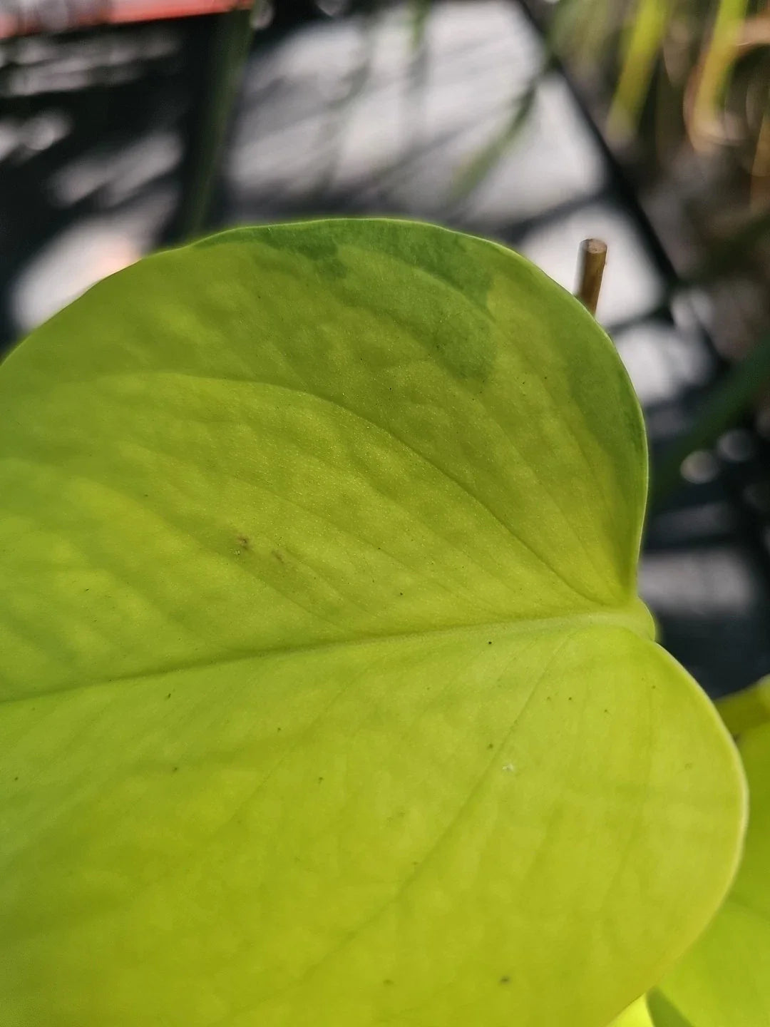 Rooted Neon Pothos Plant 2.5" Pot Dark Green Variegated Epipremnum aureum
