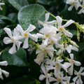 Confederate Star Jasmine Starter Plant - Extremely Fragrant Vine - Trachelospermum jasminoides - USA