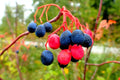 Nannyberry Seeds for Planting - 30 Count - Viburnum lentago - Native Fruit Tree Seeds