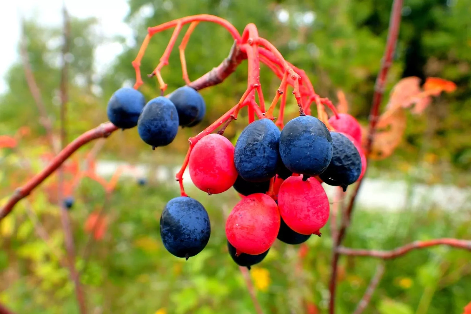 Nannyberry Seeds for Planting - 30 Count - Viburnum lentago - Native Fruit Tree Seeds