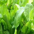 Large Leaf Sorrel Seeds 600+ Count, Hardy Perennial Herb (Rumex acetosa), USA Grown