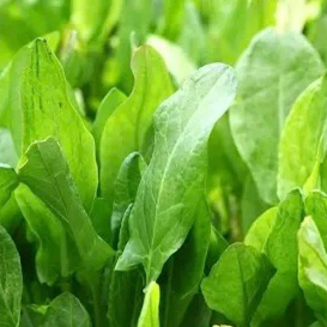 Large Leaf Sorrel Seeds 600+ Count, Hardy Perennial Herb (Rumex acetosa), USA Grown
