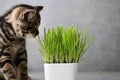 Cat Grass Seeds 1 Pound - Nutritious Tasty Treat for Pets - (Avena sativa)