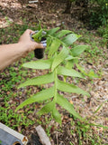 Fishbone Cactus 3" Fully Rooted, Ric Rac Plant, Epiphyllum Anguliger