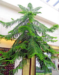 Norfolk Island Pine Seeds, Araucaria excelsa, Indoor Christmas Tree, Perfect for Houseplant Lovers