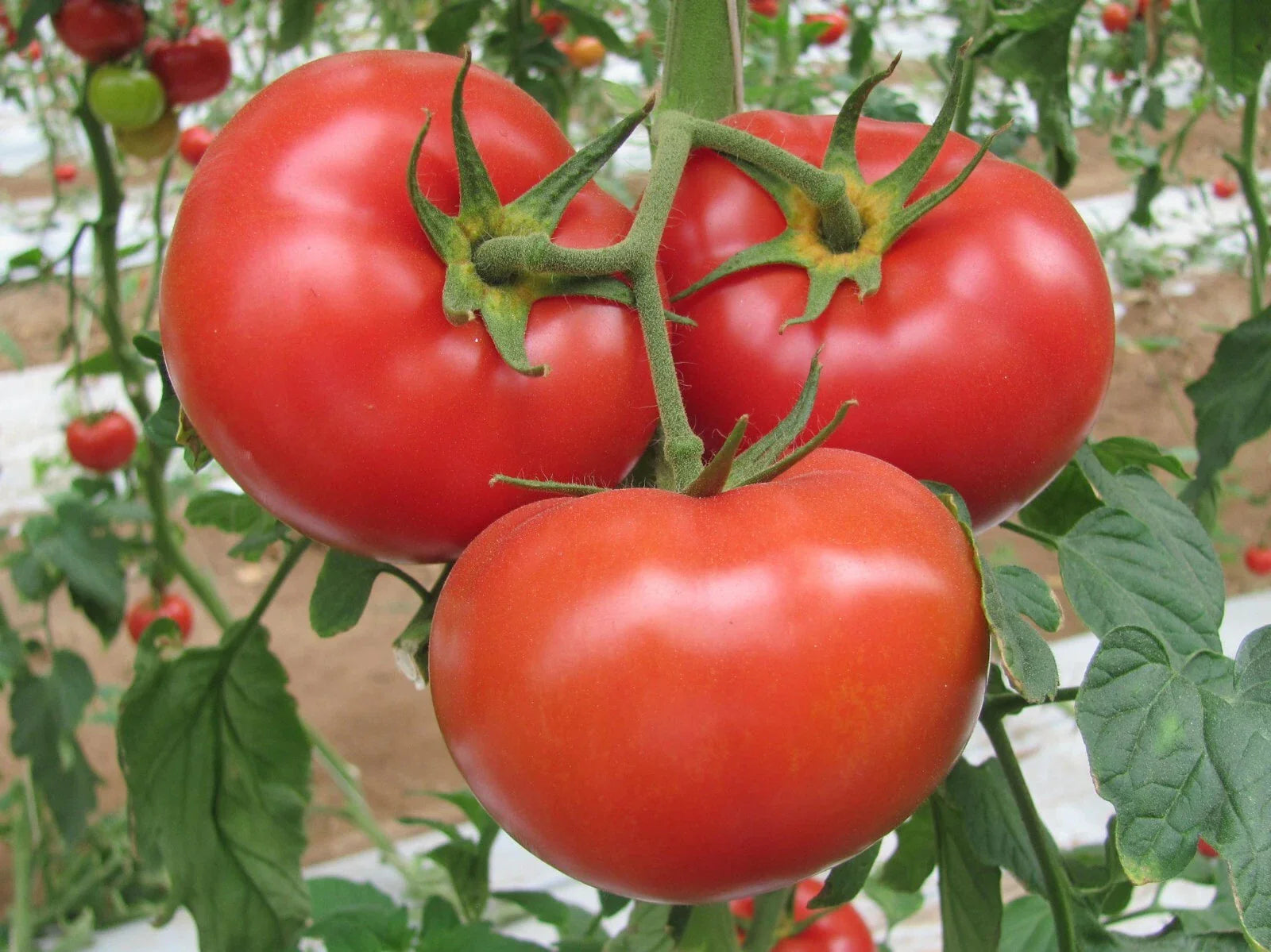 German Johnson Seeds - Pink/Red Beefsteak Tomato - 25 Seeds - Heirloom Variety, Organic Gardening