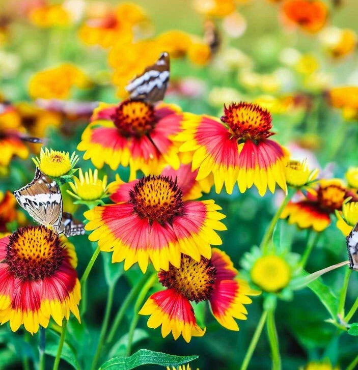 Gaillardia pulchella Flower Seeds, Indian Blanket Variety, Eye-Catching Colors, Native Wildflower Seeds