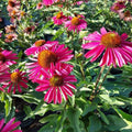 50 Kissmet Raspberry Coneflower Seeds - Echinacea Purpurea Perennial Flower, Vibrant Pink Blooms for Garden or Landscaping
