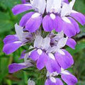 Chinese Houses Seeds, 100 Count, Unique Delicate Flowers, Attractive Blooms, Collinsia heterophylla