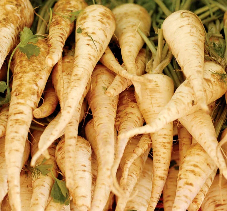 Harris Early Model Parsnip Seeds | White Root Vegetable Seeds | Daucus carota 2025