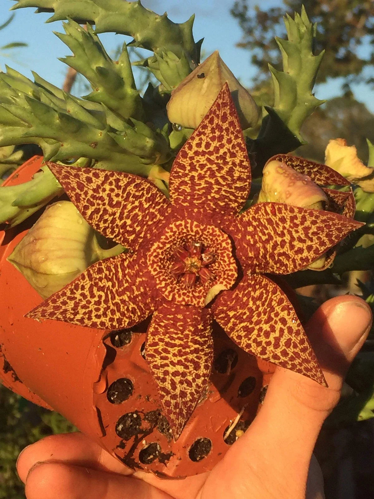 Orbea Lepida Potted Plant 3.5" - Well Rooted Stapelia Lepida - Unique Succulent for Home Decor