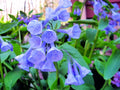 Virginia Bluebells Wildflower Seeds - 10 Seeds - Mertensia virginica - Native Perennial Flowers for Garden Planting