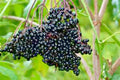American Elderberry Seeds - 30+ Seeds for Native Shrub Bush Hedge - Edible Fruit Tree - Sambucus canadensis