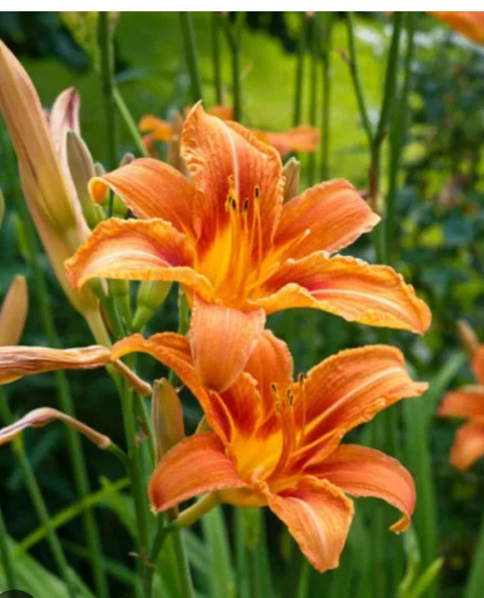 Daylily Big Roots - Tawny 'Ditch Lily' - Hemerocallis fulva - Free Shipping