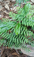 Royal Ferns 5-Pack Live Plants - Rare Native Osmunda regalis - South Alabama Wetlands Shade Garden Ferns