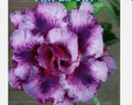 Desert Rose Plant - Small Rooted Seedling - Adenium Obesum - 4-6 Inches - Triple OIA Variety