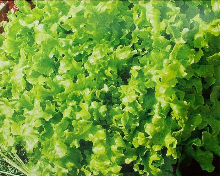 Salad Bowl Lettuce Seed - Fresh Lettuce Seed for Home Gardening - Lactuca sativa