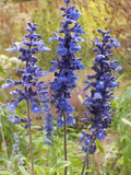 Sage Blue Salvia Perennial Plants - 300+ Non-GMO Hummingbird & Butterfly Attracting Seeds (Salvia nemorosa)