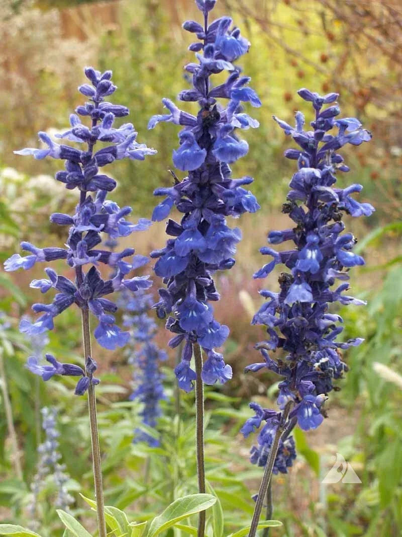 Sage Blue Salvia Perennial Plants - 300+ Non-GMO Hummingbird & Butterfly Attracting Seeds (Salvia nemorosa)