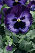 Pansy Seeds - 50 Count Electrified Violet Flower Seeds - Viola tricolor