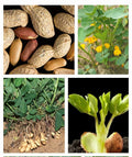 Garden Peanut Seeds - 25+ Heirloom Arachis hypogaea - USA Grown, Groundnut - Expiry 12/2024