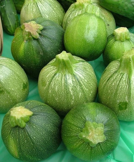 Organic Round Zucchini Seeds - Non-GMO, Open Pollinated - Summer Squash Variety (Cucurbita pepo) - 30 Count