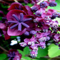 Chocolate Vine Seeds - 3-Leaf Variety - Hardy Fruit Flower Climber Plant (Akebia trifoliata)