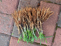 50 Fresh Garlic Chives / Chinese Chives Live Plants – Allium tuberosum Bare Root Starts, Hardy Perennial Herb, Vegetable Garden Leeks