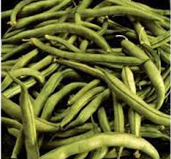 Heirloom Bean Seeds - Commodore Bush Variety, Non-GMO, 50+ Seeds, Green Beans, Organic Gardening