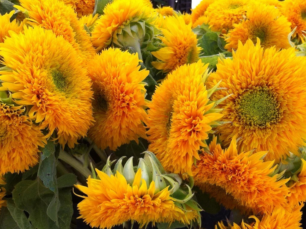 Teddy Bear Sunflower Seeds - 25 Count Packet - Fluffy Double Flowers - Helianthus annuus
