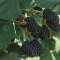 Prime-Ark Freedom Floricane Blackberry Plant - 2-4 inch Edible Plug - Rubus fruticosus Variety
