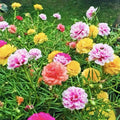 Moss Rose Seeds - 2000 Seeds - Portulaca Double Mix (Portulaca grandiflora) - USA Grown