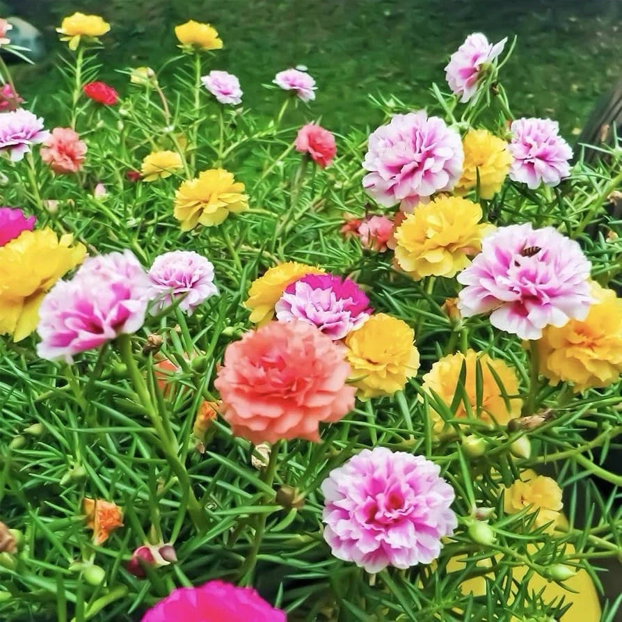 Moss Rose Seeds - 2000 Seeds - Portulaca Double Mix (Portulaca grandiflora) - USA Grown