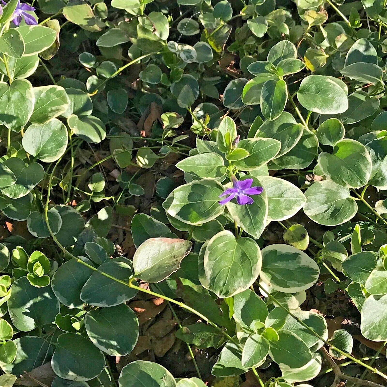 Variegated Vinca Lavender Periwinkle Groundcover Starter Vines - 8 Rooted Plants (Vinca minor)