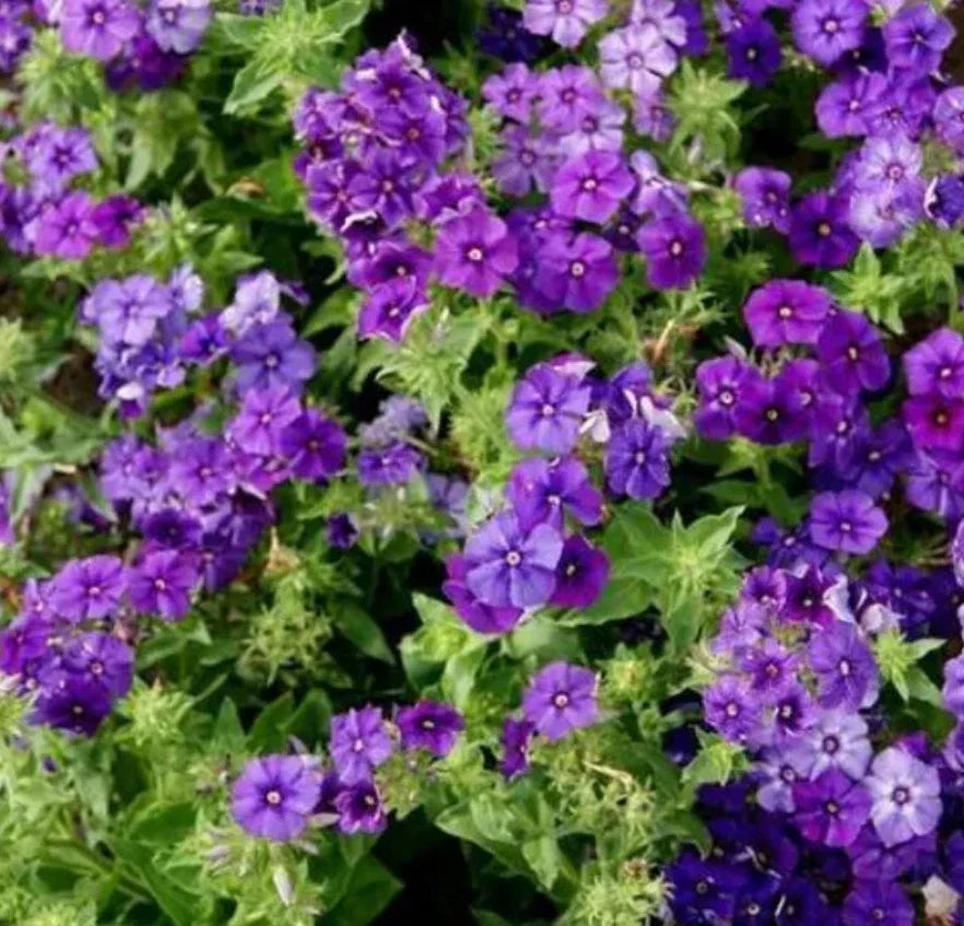 Phlox Seeds - 100 Non-GMO Beauty Blue Dwarf Variety - Rare Blue Blooms, Pollinator Attractor (Phlox paniculata)
