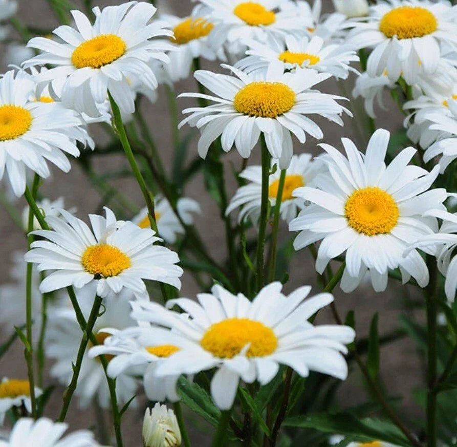 Shasta Daisy Bare Root Live Plant (1) - Perennial White & Yellow Flowers - Leucanthemum × superbum