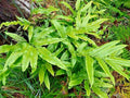 Ribbon Fern Seeds, 1000 Count, Hardy to 10 Degrees, Brake Fern, Pteris cretica